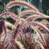 Iarba Ornamentala rosu Pennisetum Rubrum - VERDENA - ghiveci de 2 l