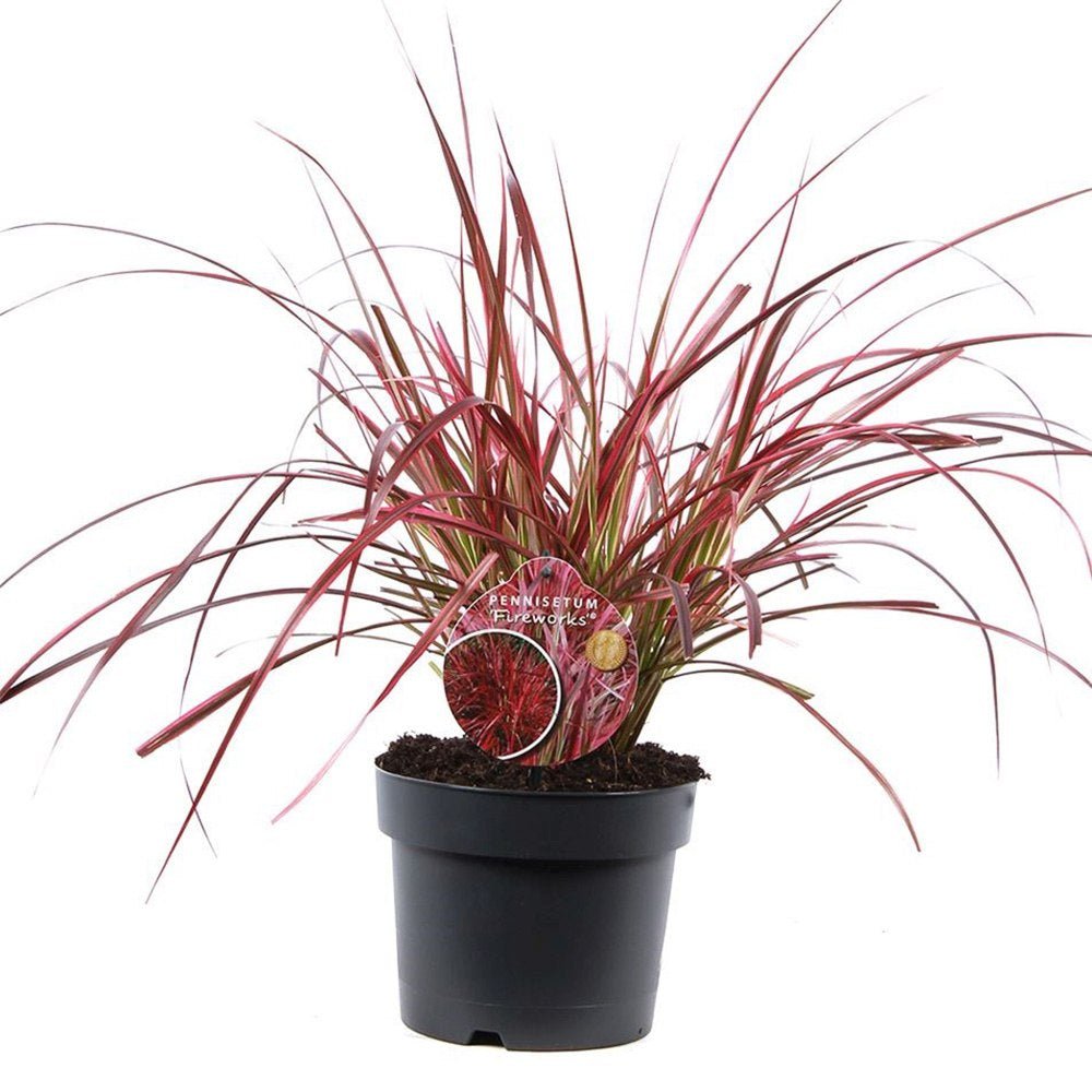 Iarba rosu Chinezeasca Pennisetum Fireworks - VERDENA - 25 - 40 cm inaltime, ghiveci de 2 l