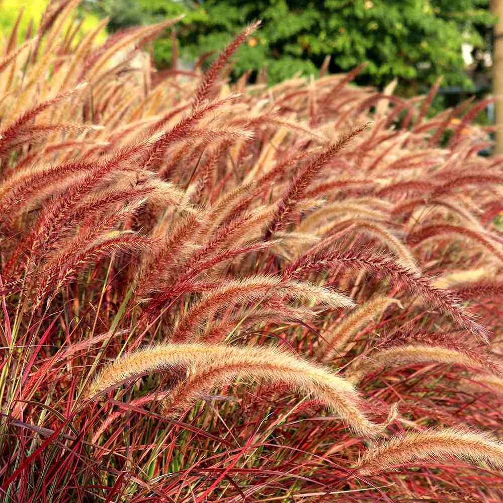 Iarba rosu Chinezeasca Pennisetum Fireworks - VERDENA - 25 - 40 cm inaltime, ghiveci de 2 l