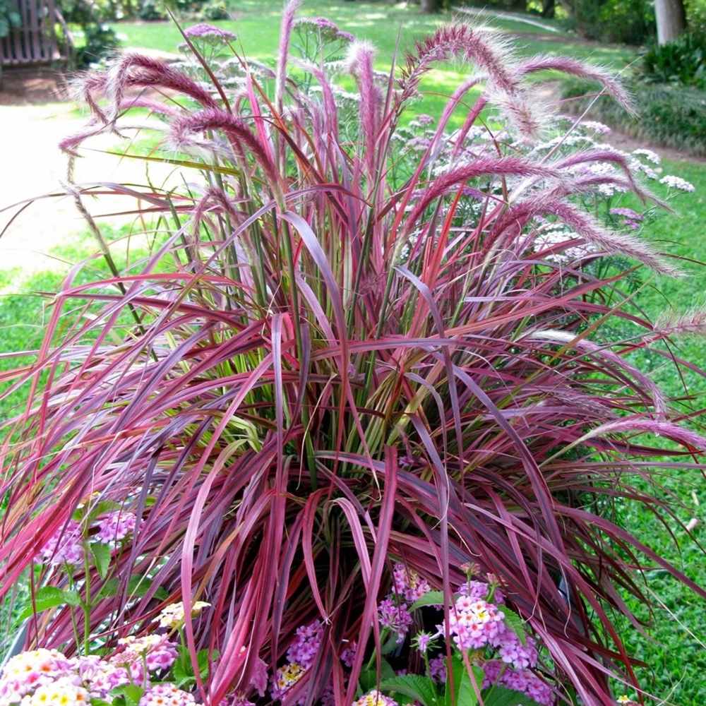 Iarba rosu Chinezeasca Pennisetum Fireworks - VERDENA - 25 - 40 cm inaltime, ghiveci de 2 l