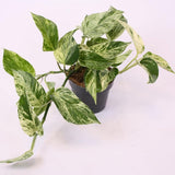 Iedera diavolului Curgatoare (Epipremnum) Marble Queen - 30 cm - VERDENA - 30 - 40 cm inaltime, ghiveci de 2 l