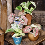 Iedera diavolului Curgatoare (Epipremnum) Marble Queen - 30 cm - VERDENA - 30 - 40 cm inaltime, ghiveci de 2 l