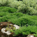Ienupar tarator verde Andorra Compact - VERDENA-35 cm inaltime, livrat in ghiveci de 2 l