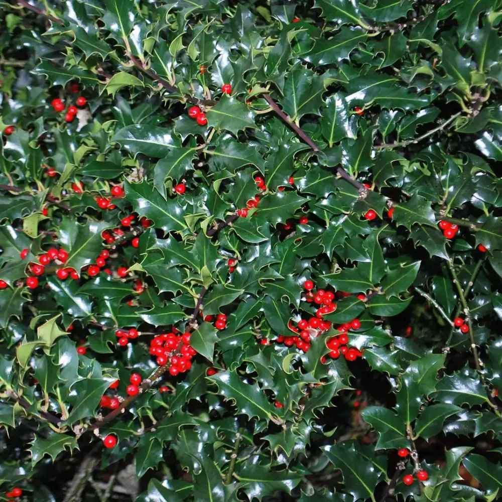 Laur Japonez Ilex Japonez Blue Prince, ilice vesnic verde, frunze verde inchis, fructe rosii iarna, gard viu ideal