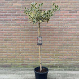 Laur Japonez (Ilex) Argentea Marginata Tip Copacel, Vesnic Verde, Rezistent la inghet