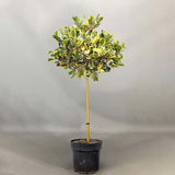 Laur Japonez (Ilex) Argentea Marginata Tip Copacel, Vesnic Verde, Rezistent la inghet