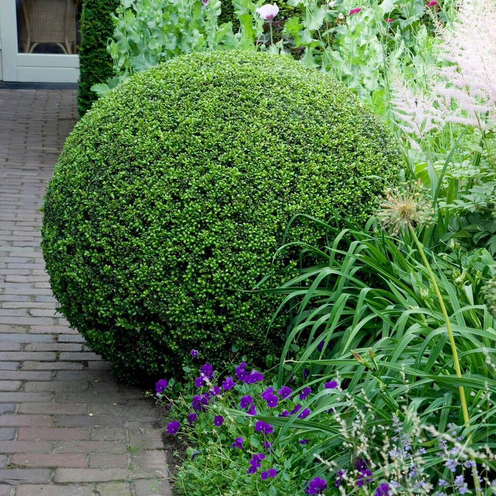 Laur Japonez Ilex Convexa, arbust vesnic verde pentru gard viu, frunze lucioase