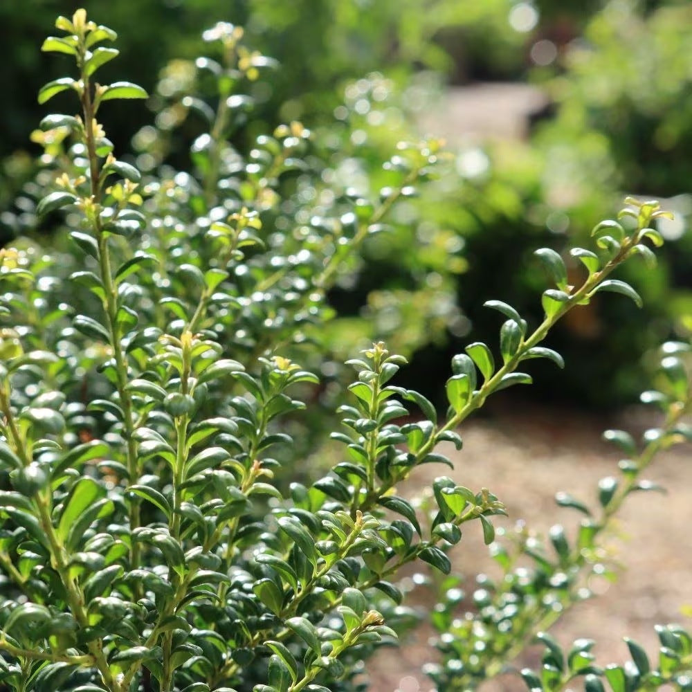 Laur Japonez Ilex Convexa, arbust vesnic verde pentru gard viu, frunze lucioase