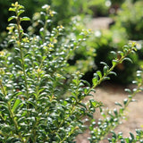 Laur Japonez Ilex Convexa, arbust vesnic verde pentru gard viu, frunze lucioase