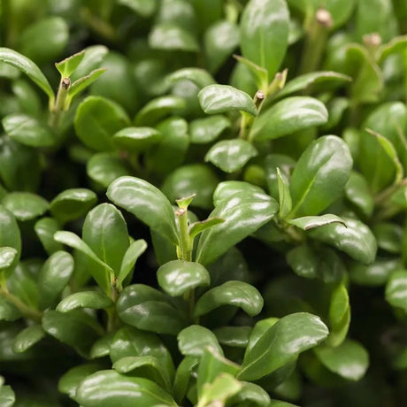Laur Japonez Ilex Convexa, arbust vesnic verde pentru gard viu, frunze lucioase