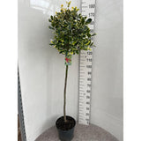Laur Japonez (Ilex) Golden King Tip Copacel,  arbore vesnic verde, frunze pestrite aurii, fructe rosii decorative, decor de iarna
