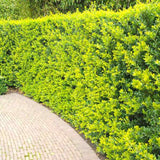 Laur Japonez Vesnic Verde Green Hedge (Ilex), Gard Viu Rezistent La Inghet