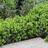 Laur Japonez Vesnic Verde Green Hedge (Ilex), Gard Viu Rezistent La Inghet