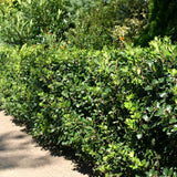 Laur Japonez Ilex Heckenstar, arbust cu frunzis lucios, crestere verticala, ideal gard viu, soi masculin