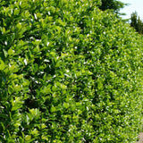 Laur Japonez Ilex Heckenstar, arbust cu frunzis lucios, crestere verticala, ideal gard viu, soi masculin