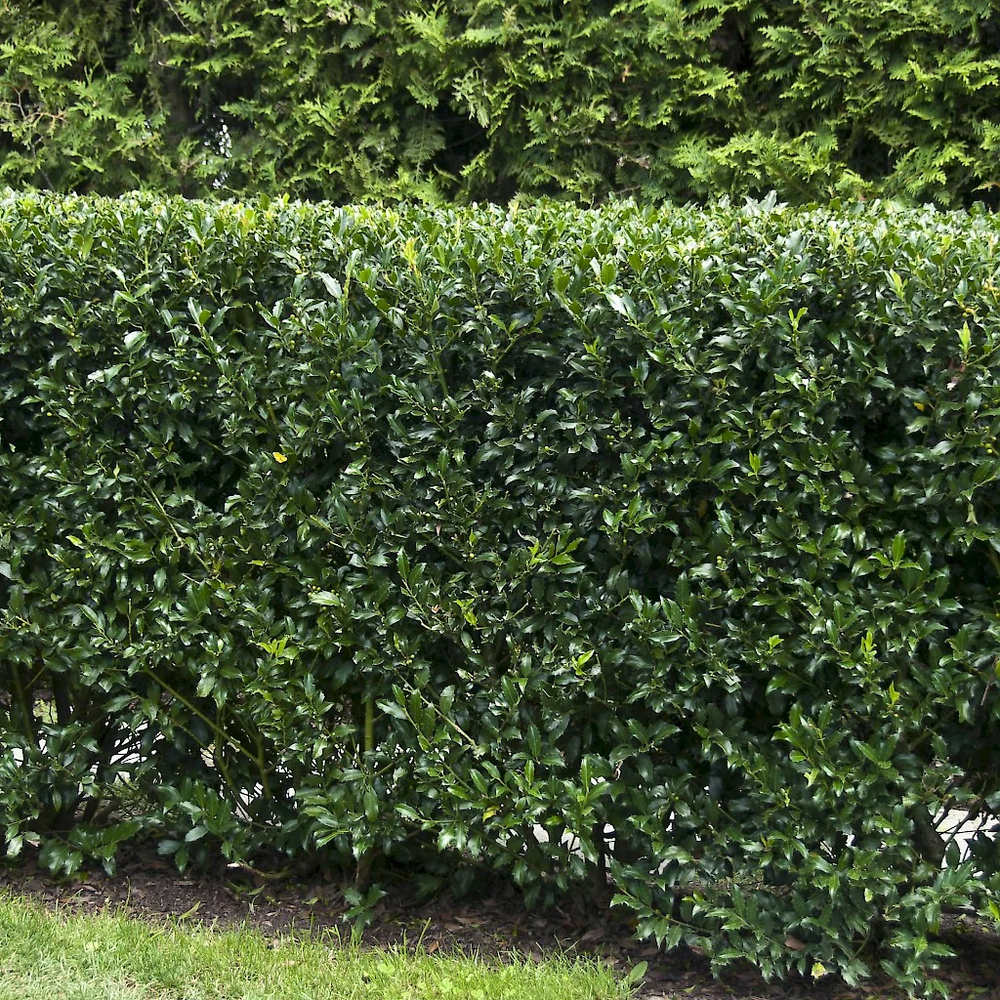Laur Japonez Ilex Heckenstar, arbust cu frunzis lucios, crestere verticala, ideal gard viu, soi masculin