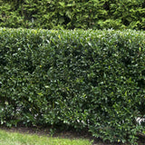 Laur Japonez Ilex Heckenstar, arbust cu frunzis lucios, crestere verticala, ideal gard viu, soi masculin