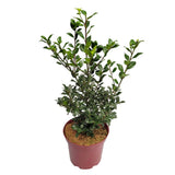 Laur Japonez Ilex Heckenstar, arbust cu frunzis lucios, crestere verticala, ideal gard viu, soi masculin