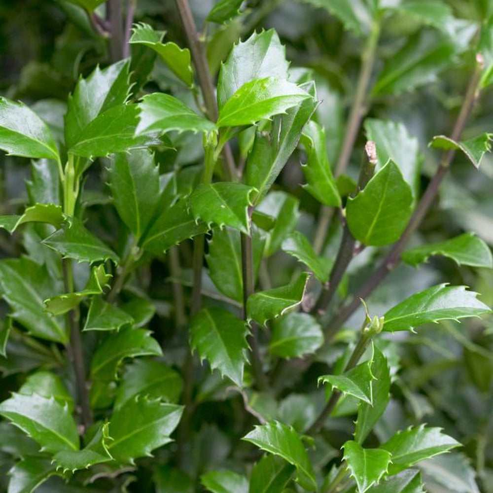 Laur Japonez Ilex Heckenstar, arbust cu frunzis lucios, crestere verticala, ideal gard viu, soi masculin