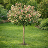 Ilex Japonez Ingramii Copacel, arbore vesnic verde variegat, frunzis crem-roz-verde, ornamental rezistent la ger