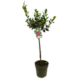 Ilex Blue Maid Copacel, vesnic verde, cu fructe rosii, frunze albastre-verzui