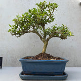 Aranjament Bonsai cu Ilex Crenata, copacel ornamental vesnic verde, stil japonez, ideal interior exterior - 30 cm
