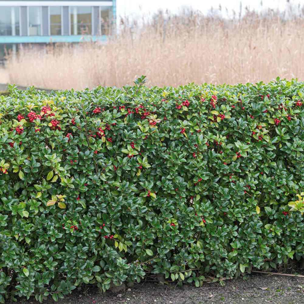 Laur Japonez Ilex Heckenstar, ilice pentru gard viu, vesnic verde, fructe rosii iarna, crestere rapida