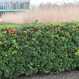 Laur Japonez Ilex Heckenstar, ilice pentru gard viu, vesnic verde, fructe rosii iarna, crestere rapida