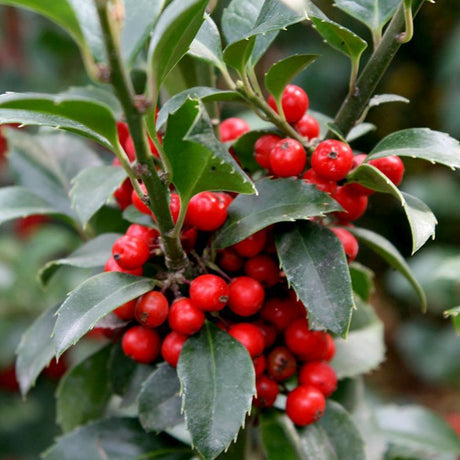 Laur Japonez Ilex Heckenstar, ilice pentru gard viu, vesnic verde, fructe rosii iarna, crestere rapida