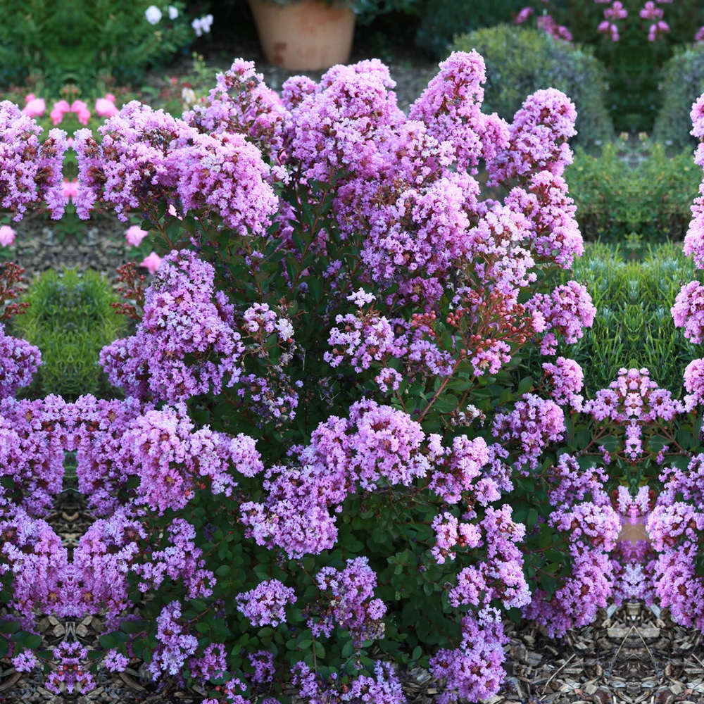Liliac Indian Love Eternal (Lagerstroemia), flori roz-lila, arbust compact, inflorire lunga si crestere rapida