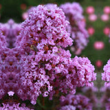 Liliac Indian Love Eternal (Lagerstroemia), flori roz-lila, arbust compact, inflorire lunga si crestere rapida