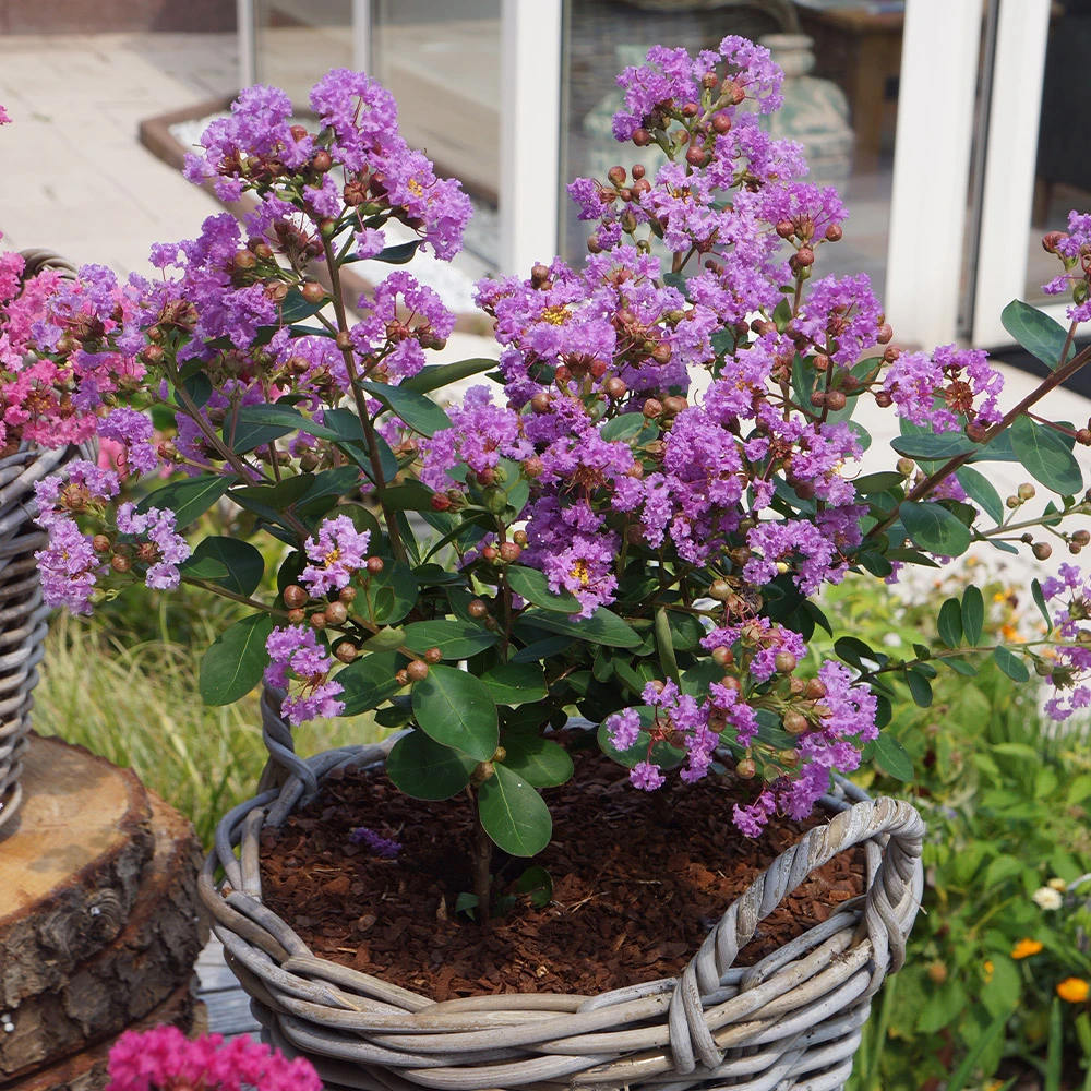 Liliac Indian Love Eternal (Lagerstroemia), flori roz-lila, arbust compact, inflorire lunga si crestere rapida