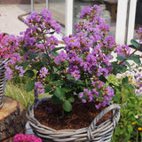 Liliac Indian Love Eternal (Lagerstroemia), flori roz-lila, arbust compact, inflorire lunga si crestere rapida