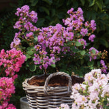 Liliac Indian Love Eternal (Lagerstroemia), flori roz-lila, arbust compact, inflorire lunga si crestere rapida