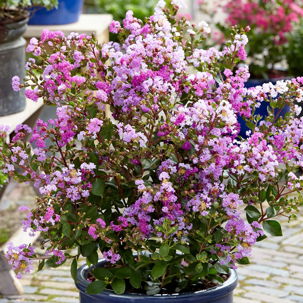 Liliac Indian Love Eternal (Lagerstroemia), flori roz-lila, arbust compact, inflorire lunga si crestere rapida