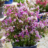 Liliac Indian Love Eternal (Lagerstroemia), flori roz-lila, arbust compact, inflorire lunga si crestere rapida