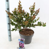Liliac Indian Love Eternal (Lagerstroemia), flori roz-lila, arbust compact, inflorire lunga si crestere rapida