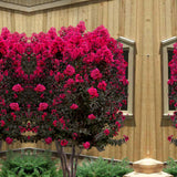 Liliac Indian Mystic Magenta (Lagerstroemia), flori magenta, arbust cu frunzis inchis, inflorire lunga si crestere rapida