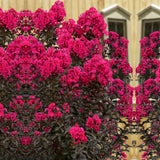 Liliac Indian Mystic Magenta (Lagerstroemia), flori magenta, arbust cu frunzis inchis, inflorire lunga si crestere rapida