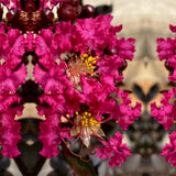 Liliac Indian Mystic Magenta (Lagerstroemia), flori magenta, arbust cu frunzis inchis, inflorire lunga si crestere rapida