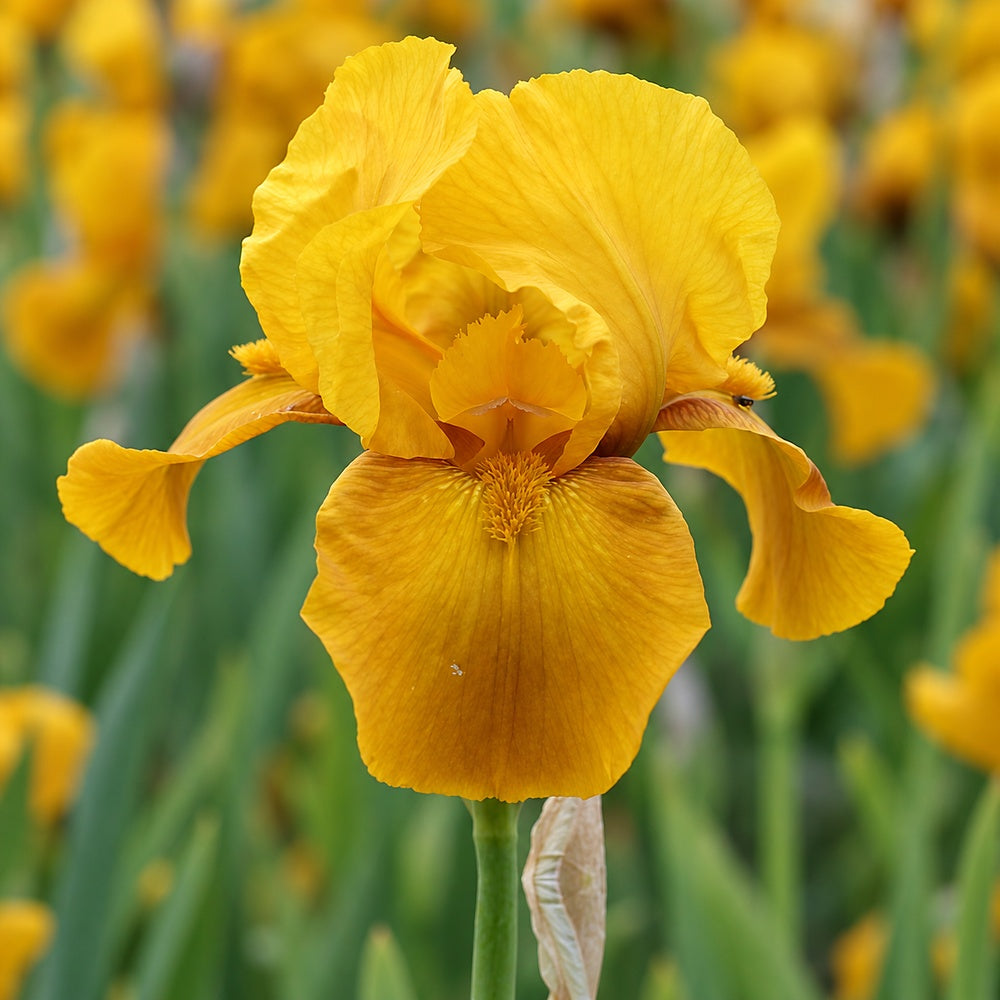 Iris germanica (Stanjenel) Bronzaire, flori galben-bronz, rizom plantat in ghiveci, crestere rapida