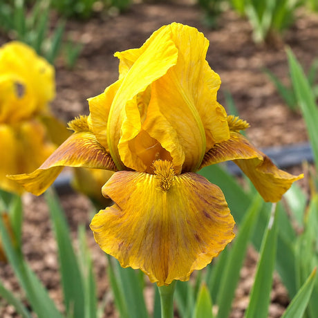 Iris germanica (Stanjenel) Bronzaire, flori galben-bronz, rizom plantat in ghiveci, crestere rapida