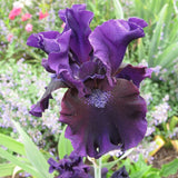 Iris Germanica (Stanjenel) Black Knight, cu flori violet inchis-negre - VERDENA-livrat in ghiveci de 1 l