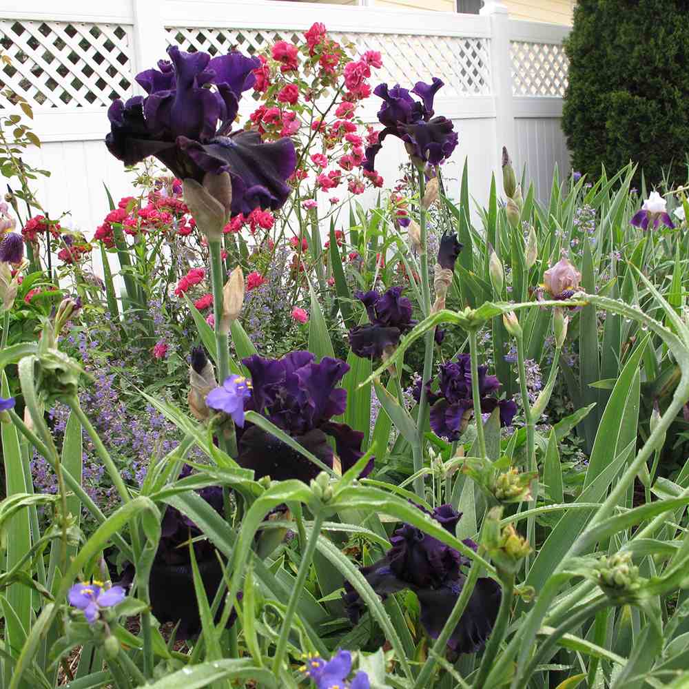 Iris Germanica (Stanjenel) Black Knight, cu flori violet inchis-negre - VERDENA-livrat in ghiveci de 1 l