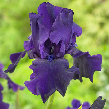 Iris Germanica (Stanjenel) violet-inchis Storm Center, Bulb Plantat In Ghiveci - VERDENA-25 cm inaltime, livrat in ghiveci de 1.1 l