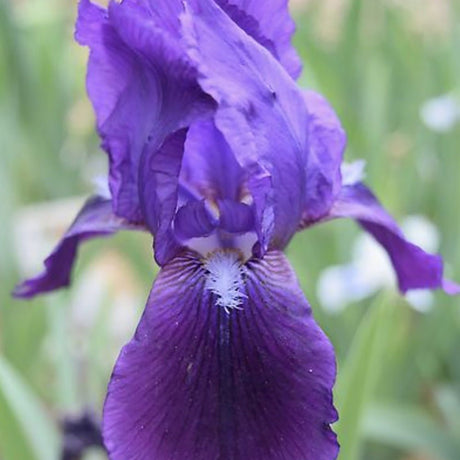 Iris Germanica violet-inchis (Stanjenel) Eleanor Roosevelt - Bulb Plantat In Ghiveci - VERDENA-livrat in ghiveci de 1.1 l