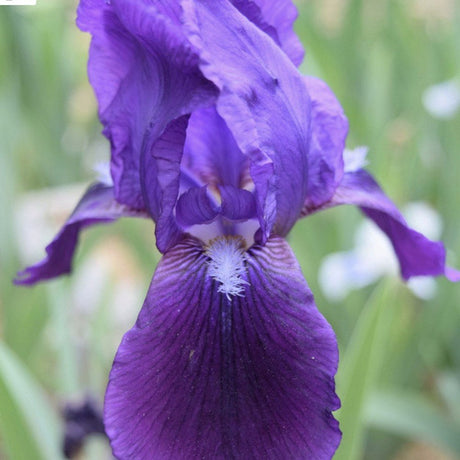 Iris Germanica violet-inchis (Stanjenel) Eleanor Roosevelt - Bulb Plantat In Ghiveci - VERDENA-livrat in ghiveci de 1.1 l