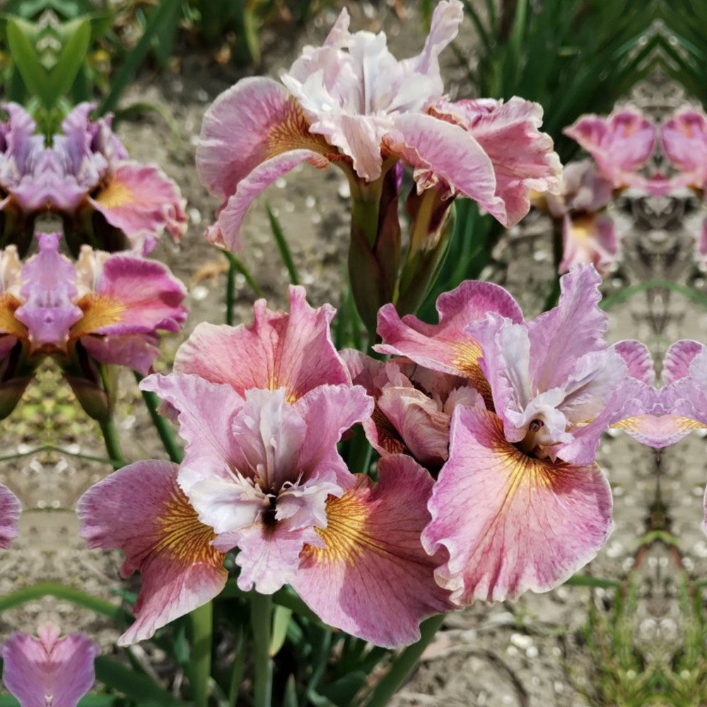 Iris Sibirica (Stanjenel) Fancy me this, flori roz-violet, crestere rapida, bulb plantat In ghiveci