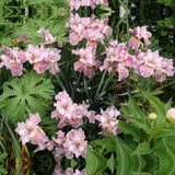Iris Sibirica (Stanjenel) Fancy me this, flori roz-violet, crestere rapida, bulb plantat In ghiveci