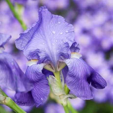 Iris Germanica (Stanjenel) Empress Of India, cu flori parfumate mov-lavanda deschis, crestere rapida, bulb plantat In ghiveci
